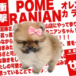 【 ポメラニアン 】たぬき度横浜ナンバーワンのオレンジポメがやってきた！