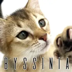 【 アビシニアン  】美貌と懐っこさを併せ持つコミュニケーションの申し子！