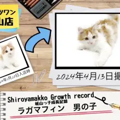 【 ラガマフィン 】城山っ子成長報告！2024年4月13日