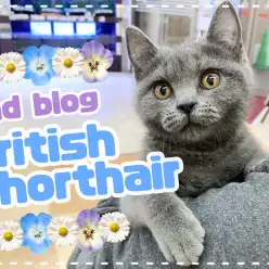 【 ブリティッシュショートヘア 】お利口さんで多頭飼いにもおすすめ！2ndブログ