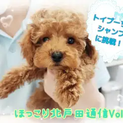 【 ほっこり北通Vol.38 】シャンプー後、大変身したトイプーちゃん！