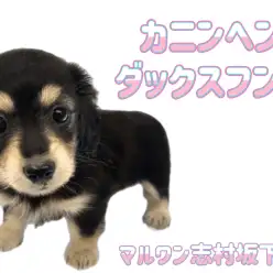 【 カニンヘンダックスフント 】太陽的存在！胴長短足ボディのお姫様が登場！