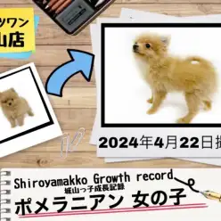 【 ポメラニアン 】城山っ子成長報告！2024年4月22日