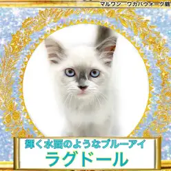 【 ラグドール 】一見クールな美形猫!だけど実はかまってちゃん