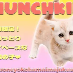 【 マンチカン 】超短足な完全2頭身BODY!クリームカラーの癒し系な男の子!