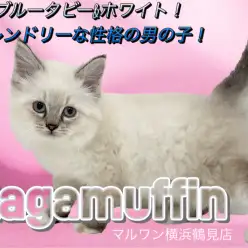 【 ラガマフィン 】ブルータビー&ホワイト！フレンドリーな性格の男の子！