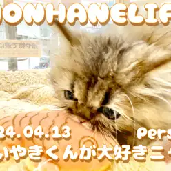 【 ペルシャ成長ログ 】ペルちゃんはたいやきくんがお気に入り!