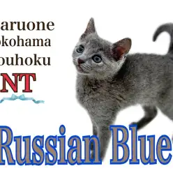 【 ロシアンブルー 】クールなルックスの甘えん坊、ロシアンブルーの男の子
