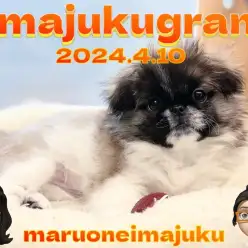 【 イマジュクグラム 】癒し効果絶大！ペチャ顔ペキニーズちゃまのシャンプーに密着