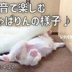 【 キャバリア成長ログ 】擬音で楽しむきゃばりんの様子！