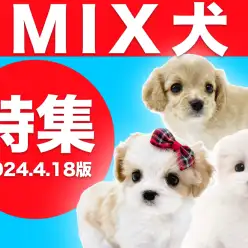 【 MIX犬特集 】4/18現在在店中のオンリーワンなMIXちゃん！最新動画付き