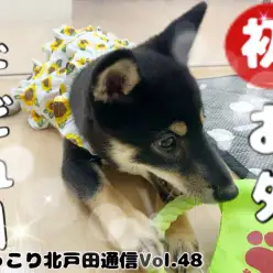 【 ほっこり北通Vol.48 】おしゃれをして初めてお外へ行く柴犬ちゃん！