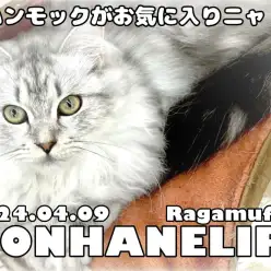 【 ラガマフィン成長ログ 】ラガちゃんはハンモックがお気に入りニャ!