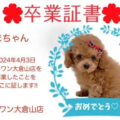 【 卒業証書 】くまちゃん卒業おめでとう！！スタッフママより愛を込めて！