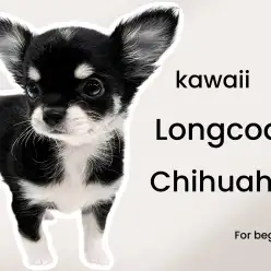 【 チワワ 】マロ眉がキュートなブラタンチワワ!ワンコ初心者にお勧めな優等生