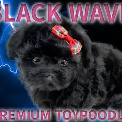 【 トイプードル 】タイニーサイズ！輝きを放つ漆黒ブラックカラー！