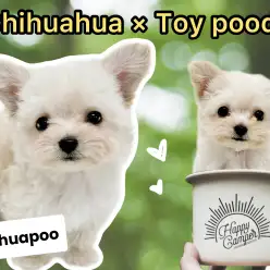 【 MIX犬 】人気犬種のハイブリット!チワワ×トイプードルの激カワチワプー登場