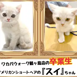 【 今日の鶴ヶ島店 】卒業生アメリカンショートヘアのスイちゃん来店