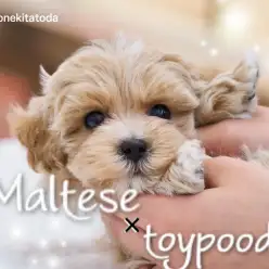 【 MIX 】神秘的なグラデーションカラーに包まれた極上のマルプー登場！