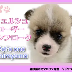 【 ウェルシュコーギーペンブローク 】胴長・短足ムチムチボディの女の子登場！