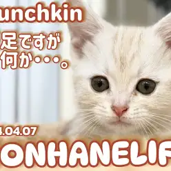 【 クリームマンチ成長ログ 】短いお手々のアピールタイム!甘えん坊マンチちゃん