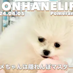 【 ポメ成長ログ 】本羽田店のポメちゃんは隠れんぼマスター！