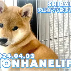 【 柴犬成長ログ 】スキンシップ上手になる為に！沢山撫でて欲しいワン！