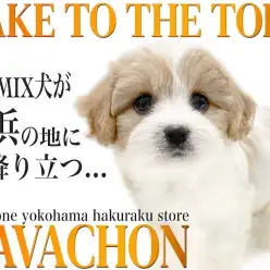 【 MIX 】大人気キャバションがやってきた！環境馴れの速さは必見！