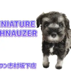 【 ミニチュアシュナウザー 】ムチっとボディに心掴まれる！癒し系girl登場