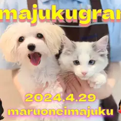 【 イマジュクグラム 】今宿VIPルームで過ごすMIXマルプー＆ラグドール！