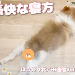 【 ほっこり北通Vol.55 】どんな態勢でも寝れるポメちゃん