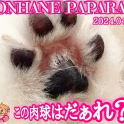 【 4/18ホンハネパパラッチ 】今日のミッション！この可愛い肉球は誰だ！