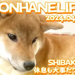 【 柴犬成長ログ 】トレーニング後は休息も大事だワン！