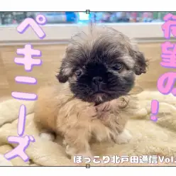 【 ほっこり北通Vol.47 】おにぎりじゃないもん！ペキニーズだもん！