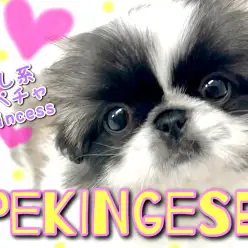 【 ペキニーズ 】 大福のようなもっちり感？！癒し系鼻ぺちゃプリンセス！