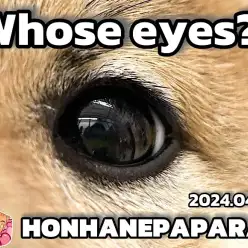 【 4/29ホンハネパパラッチ 】この可愛いお目々はだ〜れだっ！一緒に考えてみよう！