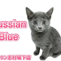 【 ロシアンブルー 】クールな見た目でも甘えん坊さん！愛おしいギャップの持ち主
