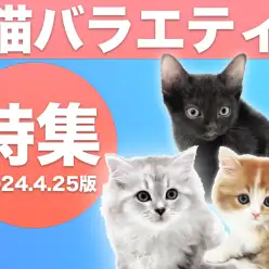 【 猫バラエティ特集 】4/25現在在店中のバラエティ猫ちゃんたち！最新動画付き