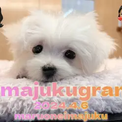 【 イマジュクグラム 】生後3ヶ月のおっとりマルチーズちゃまのシャンプーデイ！