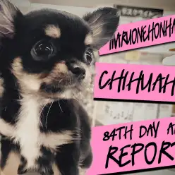 【 チワワ 】生後84日後レビュー！シャンプーもバッチリおりこうちーちゃん！