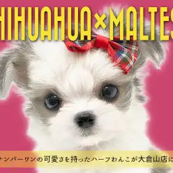 【 チワマル 】横浜ナンバーワンの可愛さを誇るハーフわんこが大倉山に現る！