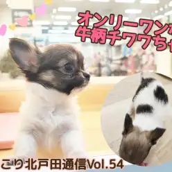 【 ほっこり北通Vol.54 】オンリーワンな牛柄チワワちゃんの登場！