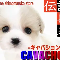 【 MIX 】何歳になっても変わらぬ愛らしさで心を射止める伝説のキャバション！