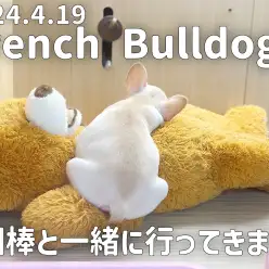 【 フレブル成長ログ 】相棒と一緒に新しいお家へ行ってきます！！