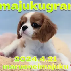 【 イマジュクグラム 】キャバリアちゃまの独特な遊び方がかわいすぎる！