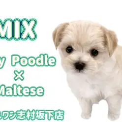 【 MIX 】お父さんはトイプードル、お母さんはマルチーズの大人気MIX登場！