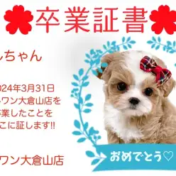 【 卒業証書 】ミルちゃん卒業おめでとう！！スタッフママより愛を込めて！