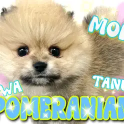 【 ポメラニアン 】毛量爆盛り！たぬきポメが可愛すぎる！？