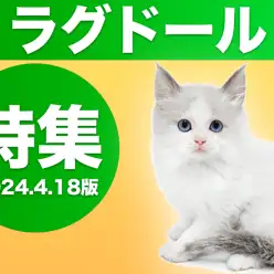 【 ラグドール特集 】4/18現在在店中の青い瞳の美猫特集！最新動画は必見！