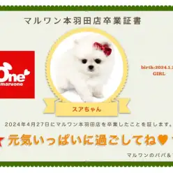 【 卒業記念 】ポメラニアンのスアちゃん卒業おめでとう！今までの感謝を込めて〜卒業ブログ〜